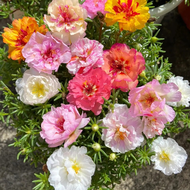 Non-GMO Moss Rose Seeds — Flowering Annual