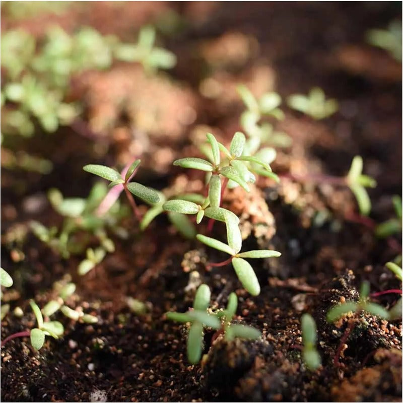 Non-GMO Moss Rose Seeds — Flowering Annual