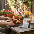 Non-GMO Moss Rose Seeds
