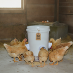 DIY Chicken Feeder