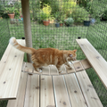Catio Rope Bridge