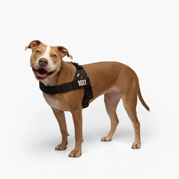 Personalized Dog Harness Black — Adjustable No-Pull Pet Vest, Soft Padded Walking Harness for Small Medium Dogs, Reflective Safety Strap, Comfort Fit - View 3