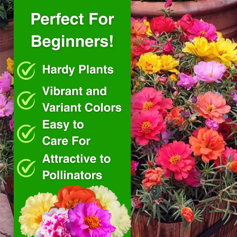 Non-GMO Moss Rose Seeds — Flowering Annual